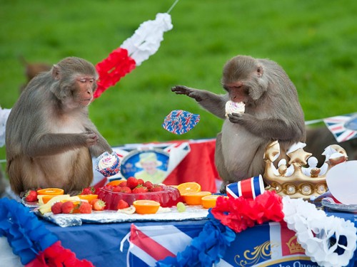 monkeys at Jubilee tea party